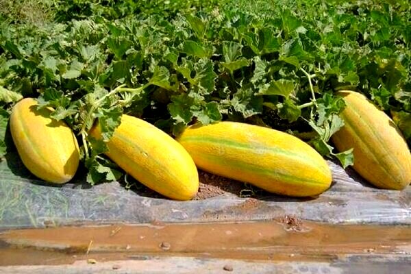 می‌دانید فلسفه «هر کس خربزه می‌خوره باید پای لرزش بشینه» چیست؟ + فواید خربزه