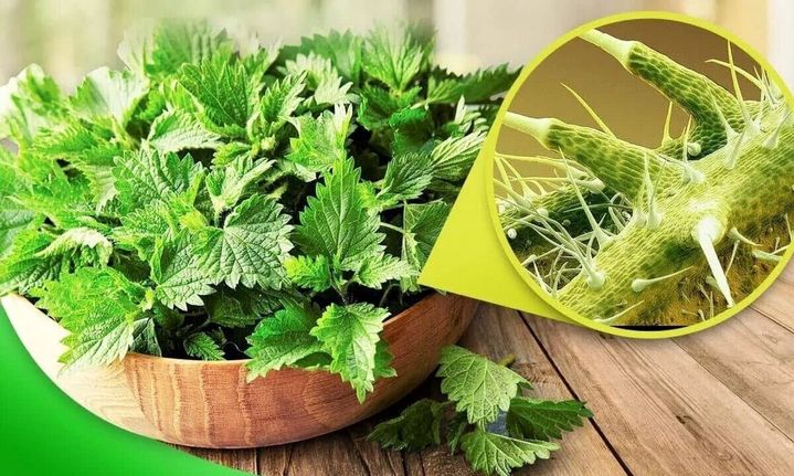 خواص دارویی متفاوت گیاه گزنه