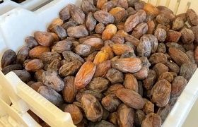 چگونه خرما را خشک کنیم؟