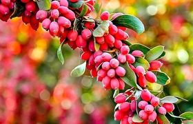 روش‌های نگهداری زرشک خشک در خانه