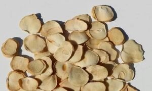فوت‌وفن خشک کردن پرک موسیر