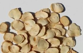 فوت‌وفن خشک کردن پرک موسیر