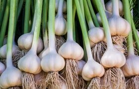 سیر را در یخچال نگذارید؛ قانون طلایی نگهداری سیر