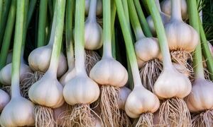 سیر را در یخچال نگذارید؛ قانون طلایی نگهداری سیر