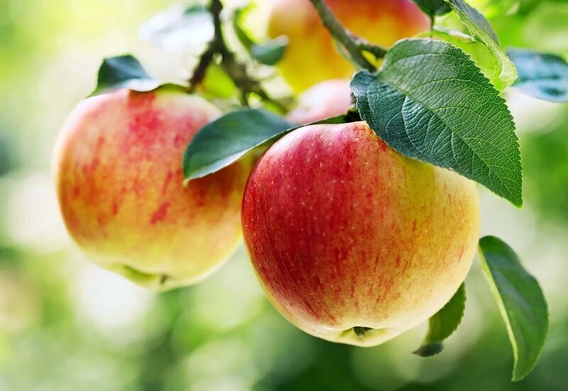۱۰ فایده ناشناخته سیب برای سلامتی