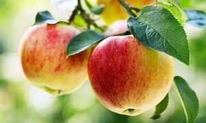 ۱۰ فایده ناشناخته سیب برای سلامتی